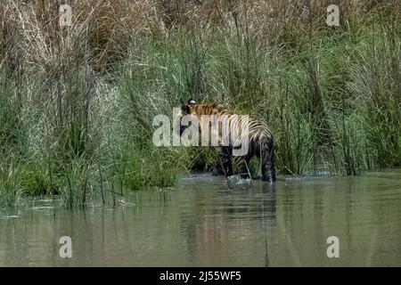 Un tigre se baignant et buvant dans un lac en Inde, le Madhya Pradesh, avec réflexion sur l'eau Banque D'Images