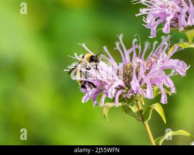 Gros plan d'une abeille Bumble d'ambre du Nord (Bombus borealis) se déplaçant à travers une fleur de baume d'abeille violet clair. Banque D'Images