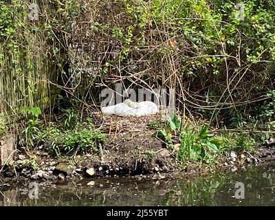 La femelle pond jusqu'à sept œufs entre la fin avril et le début mai . Les deux sexes incubent les oeufs , qui éclosent après 35-41 jours . Les jeunes oiseaux , ou cygnets , se portent parfois sur le dos de leurs parents et restent avec les oiseaux adultes pendant quatre ou cinq mois . Les cygnes sont généralement brun dingy au-dessus et blanchâtre au-dessous . Banque D'Images