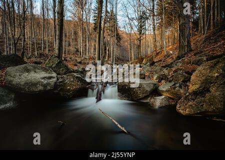 Réserve naturelle tchèque appelée Jizerskohorske buminy, Jizera Mountain Beechwood, sur la liste de l'UNESCO.nature unique avec des hêtres, des chutes d'eau, des ruisseaux sauvages Banque D'Images