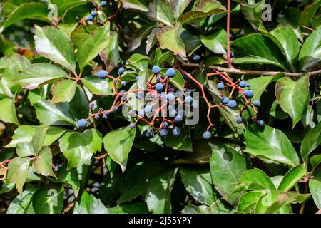 Arrière-plan avec beaucoup de grandes feuilles rouges et vertes et baies bleues de Parthenocissus quinquefolia plante, connue sous le nom de Virginia rampante, cinq feuilles de lierre ou Banque D'Images