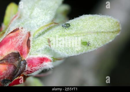 Le jeune puceron de pomme de Rosy (Dysaphis plantaginea) et s'épanouit sur les feuilles en développement des pommiers dans un verger au printemps. Ravageurs des pommiers. Banque D'Images