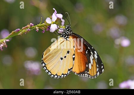 Tigre nu, papillons monarques africains (Danaus chrysippus) nourrissant Banque D'Images