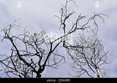 Branches d'arbre mortes et ciel nuageux Banque D'Images