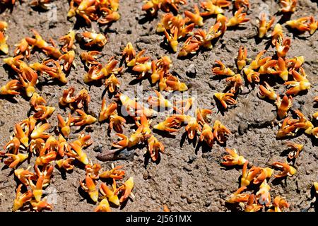 Le palmier de Moriche (Mauritia flexuosa) fleurit sur le sol Banque D'Images