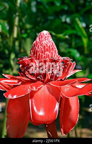 Torche rouge fleur de gingembre (Etlingera elatior) Banque D'Images