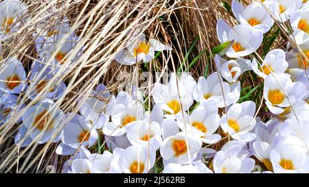 Au printemps, les crocus blancs ont germe dans l'herbe sèche de l'année dernière. Au début du printemps, les premières fleurs ont fleuri dans le jardin. Glade de crocu blanc en fleurs Banque D'Images