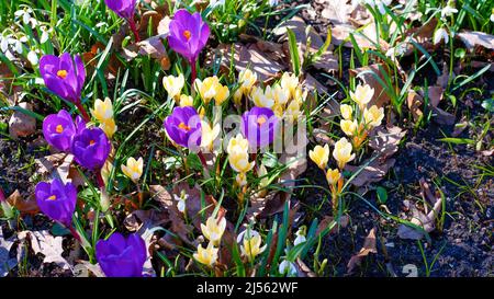 Au début du printemps, les premières fleurs ont fleuri dans le jardin. Glade de crocus violets et jaunes en fleurs. Jour de printemps ensoleillé. Banque D'Images