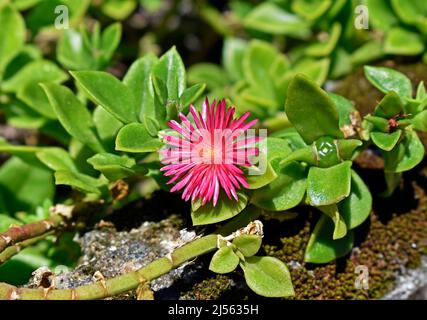 Petite fleur de rose solaire (Aptenia cordifolia ou Mesembryanthemum cordifolium) sur le jardin Banque D'Images