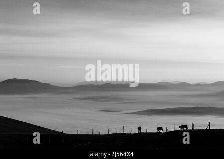 Vaches pasteurs sur une montagne, au-dessus d'une mer de brouillard au coucher du soleil Banque D'Images