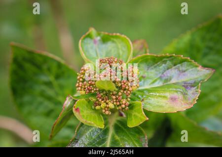 Bourgeons fleuris sur une hortensia Banque D'Images