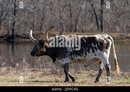 Un longhorn du Texas se dirige dans un pâturage sur un ranch au Texas. Banque D'Images