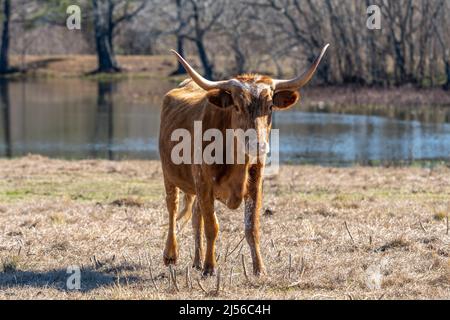 Une vache longhorn du Texas dans un pâturage sur un ranch au Texas. Banque D'Images