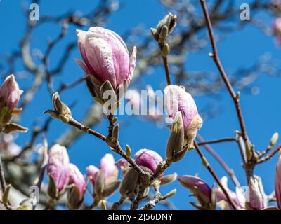 Floraison de Magnolia dans le parc de Stromparken au printemps à Norrkoping, en Suède. Banque D'Images