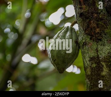 Fruits de cacao suspendus à une plante de cacao ou de chocolat au Kerala Inde Banque D'Images