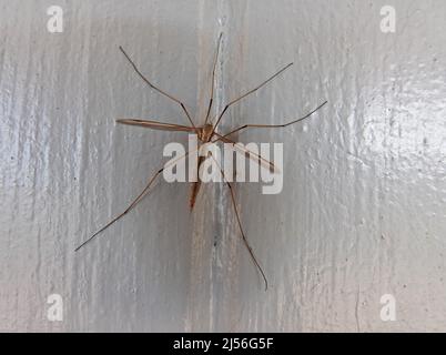 Une mouche géante à grue, également connue sous le nom de faucon de moustique et de moustique, Banque D'Images