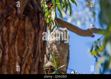 Grand hibou à cornes Bubo virginianus perché sur une branche d'arbre dans son habitat naturel dans la ville d'Irvine, comté d'Orange, Californie Banque D'Images