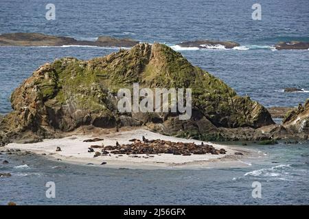 Cette petite plage de sable de Simpson Reef, dans le parc national de Cape Arago près de Charleston, Oregon, est une zone de transport préférée pour les phoques du port, les lions de mer de Steller et les lions de mer de Californie. Banque D'Images