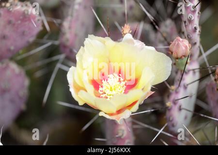 Santa Rita Prickly Pear dans Bloom. Arizona Cactus Garden à Palo Alto, Californie. Banque D'Images