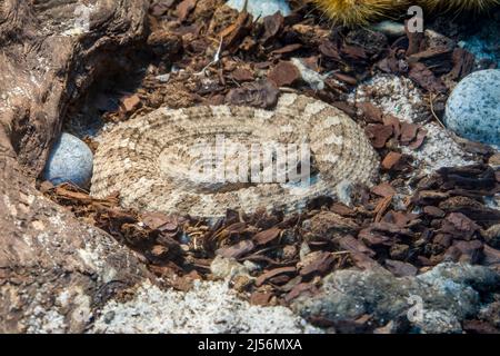 L'image de gros plan du jeune Sidewinder (Crotalus cerastes). Il s'agit d'une espèce de vipère venimeux qui se trouve dans les régions désertiques Banque D'Images