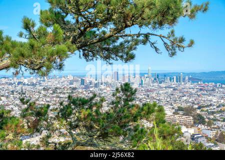 Vue sur la communauté de San Francisco depuis un complexe d'appartements en Californie. Il y a des branches d'un pin à l'avant contre la vue de buildi Banque D'Images