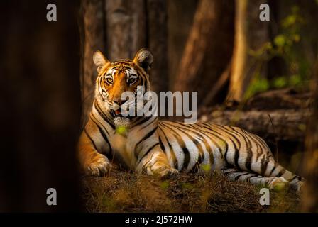 Vue de face Portrait de tigre dans le parc national de Kabini, Karnataka Banque D'Images