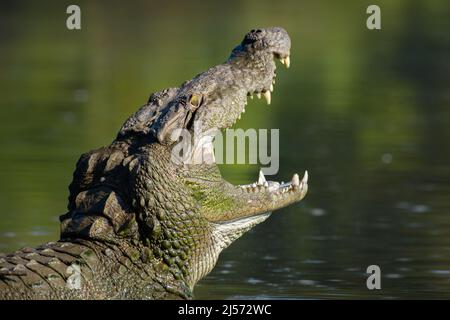 OUVRIR LES MÂCHOIRES D'UN CROCODILE DANS INDIAN RIVER Banque D'Images