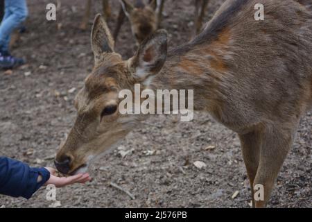 Petit garçon nourrissant des cerfs dans le parc de Tripsdrill dans le sud de l'Allemagne Banque D'Images