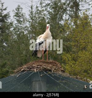 stork revenant à son nid au printemps, le nid du stork Banque D'Images