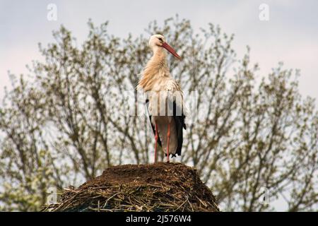 stork revenant à son nid au printemps, le nid du stork Banque D'Images