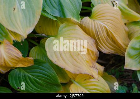 Feuilles jaune-vert de Hosta capitata. Feuilles en automne. Arrière-plan abstrait naturel. Jour. Banque D'Images