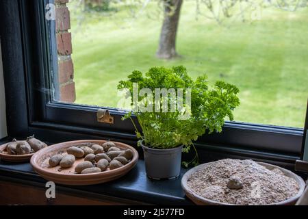 Persil dans une casserole et planter des pommes de terre sur un seuil de fenêtre d'une serre. Banque D'Images