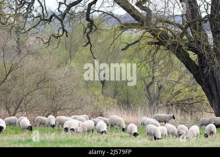 19 avril 2022, Brandebourg, Schwedt/OT Criewen : pâturage des moutons sur la rive de la voie navigable Hohensaaten-Friedrichsthal. Photo: Soeren Stache/dpa Banque D'Images