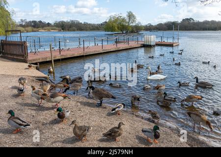 Variété de sauvagine, y compris les canards, cygnes et oies, à l'étang de santé de Petersfield, dans le Hampshire, en Angleterre, au Royaume-Uni Banque D'Images