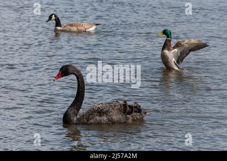 Cygne noir (Cygnus atratus), bernache du Canada (Branta canadensis) et canard colvert (Anas platyrhynchos) sur Petersfield Heath Pond, Hampshire, Royaume-Uni Banque D'Images