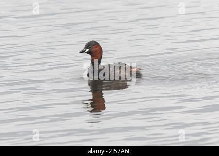 Petit grèbe (Tachybaptus ruficollis) nageant sur l'étang, également appelé dabchick, Royaume-Uni Banque D'Images