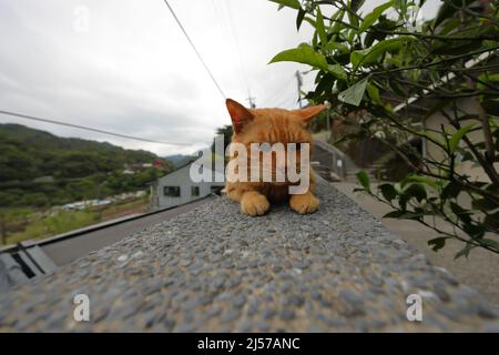 Village de chats de Houtong, le long de la ligne de train Pingxi, quartier de Ruifang, ville de New Taipei, Taïwan. Banque D'Images