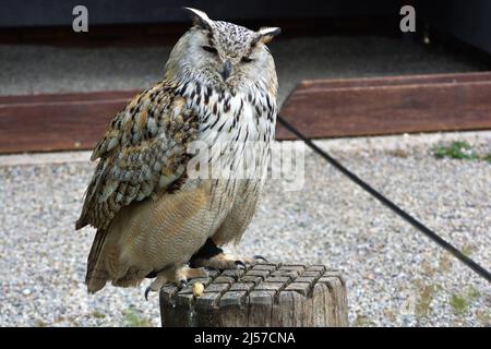 Un grand hibou perché sur une branche. Banque D'Images