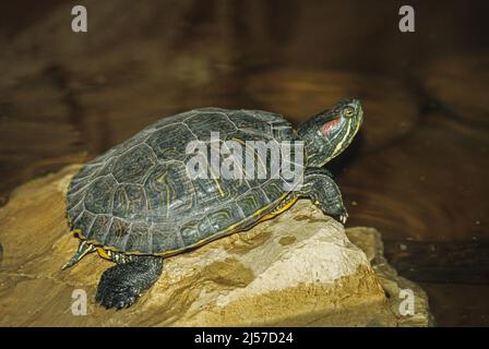 Coulisse à oreilles rouges ou terrapin à oreilles rouges (Trachemys scripta elegans) Banque D'Images