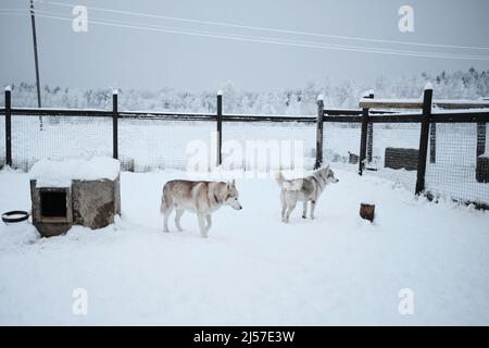 Deux huskies sibériennes gris et rouge dans une volière en hiver dans la neige. Une promenade d'animaux de compagnie dans l'air frais dans le chenil de chiens de traîneau dans le nord. Banque D'Images