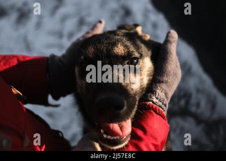 Toucher le museau du chien avec les mains est un gros plan portrait. Une femme est venue à un abri pour animaux pour choisir un chien pour elle-même. Chiots de traîneau du Nord Alaska Banque D'Images