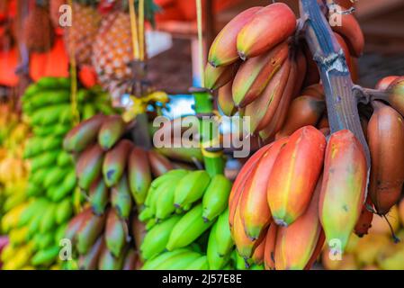 Différents types de bananes pendent sous le toit du magasin de rue à Zanzibar, Tanzanie. Banque D'Images