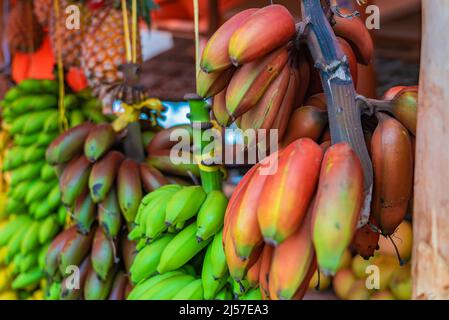 Différents types de bananes pendent sous le toit du magasin de rue à Zanzibar, Tanzanie. Banque D'Images
