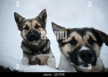 Deux chiens mutt gris provenant d'un abri sans abri veulent trouver un nouveau foyer et leur famille. Chenil des huskies de traîneau du nord en hiver enneigé. Portrait en gros plan. Banque D'Images