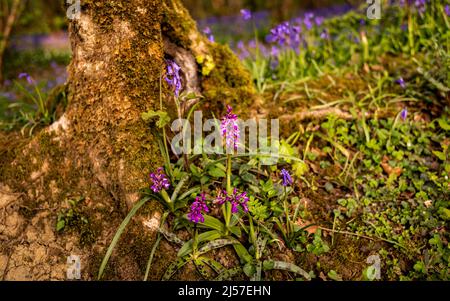 Les premières orchidées pourpre (Orchis mascula) poussent parmi les cloches britanniques (jacinthoides non-scripta) dans les bois de West Sussex, Angleterre, Royaume-Uni. Banque D'Images