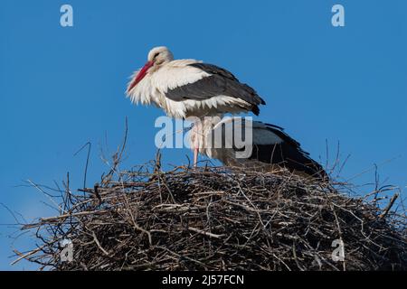 Cigognes assis dans un nid fait de branches au sommet d'un pôle d'énergie. C'est une journée ensoleillée. Le ciel est clair. Banque D'Images