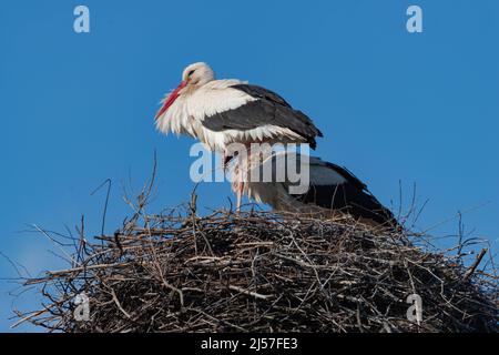 Cigognes assis dans un nid fait de branches au sommet d'un pôle d'énergie. C'est une journée ensoleillée. Le ciel est clair. Banque D'Images