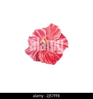 Une fleur d'hibiscus rouge surlignée sur fond blanc. Aquarelle fleur tropicale réaliste hibiscus coloré avec feuilles. Botanique. Exotique tropical f Banque D'Images