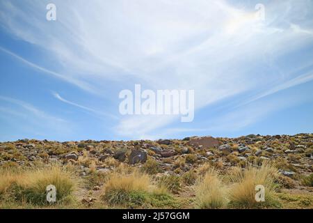 Paja Ichu ou Peruvian Feather Grass, Amazing Desert plants in Atacama Desert, Antofagasta région du nord du Chili, Amérique du Sud Banque D'Images