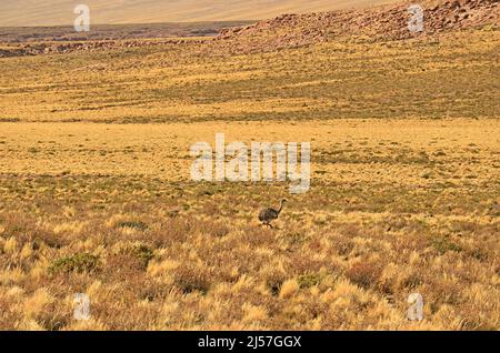 Puna Rhea ou Rhea Tarapacensis, un proche parent du petit oiseau de Rhea dans le désert d'Atacama, réserve nationale de Los Flamencos, région d'Antofagasta, Chili Banque D'Images